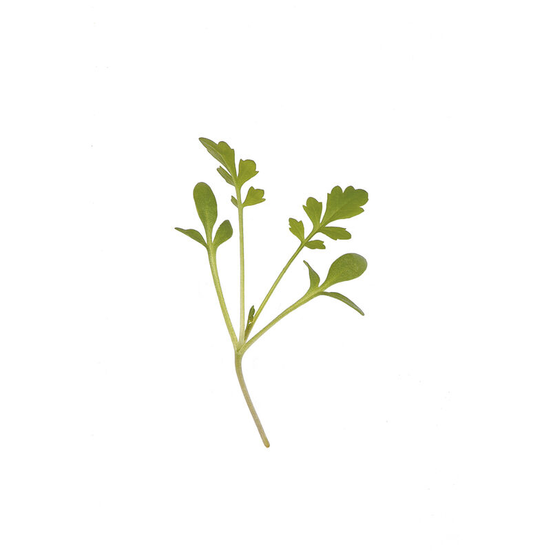 Cressida Cress (Lepidium sativum)