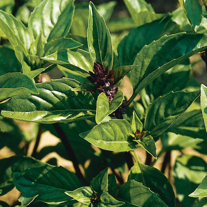 Cinnamon Basil (Ocimum basilicum)