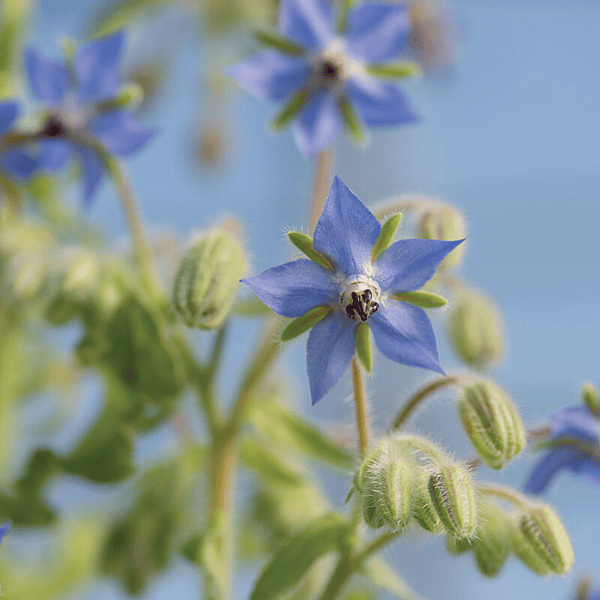 Borage (Borage sp.)