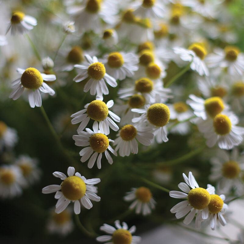 Chamomile (Matricaria chamomilla)