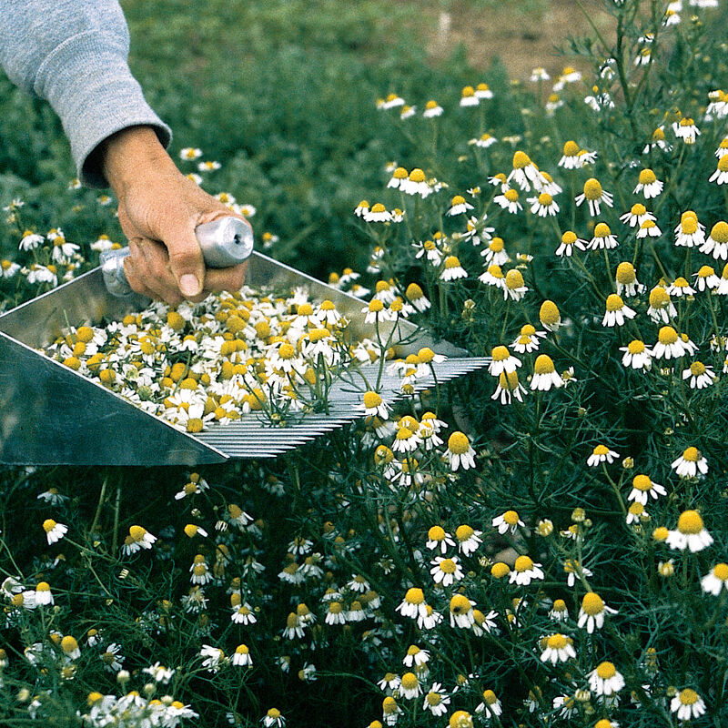 Chamomile (Matricaria chamomilla)