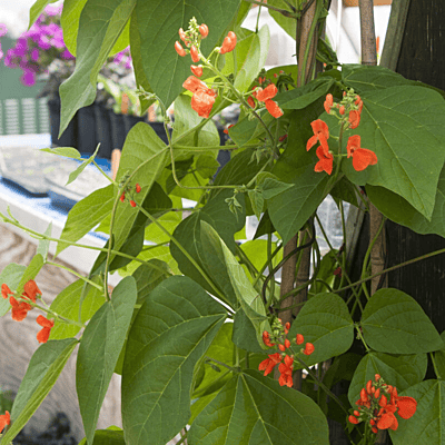 Scarlett Runner Bean (Phaseolus coccineus)