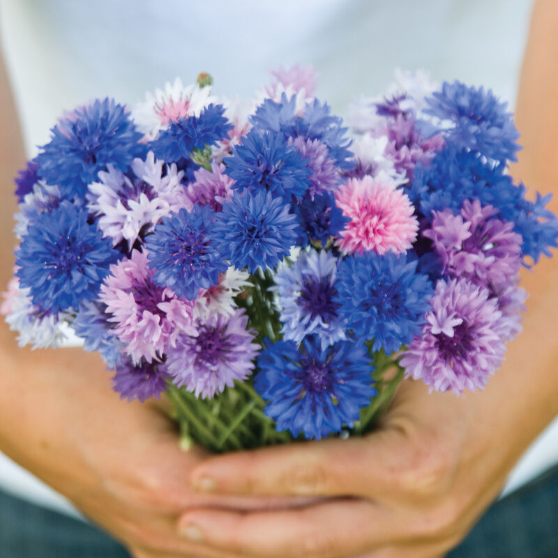 Cornflower Mix (Centaurea ‘mix’)