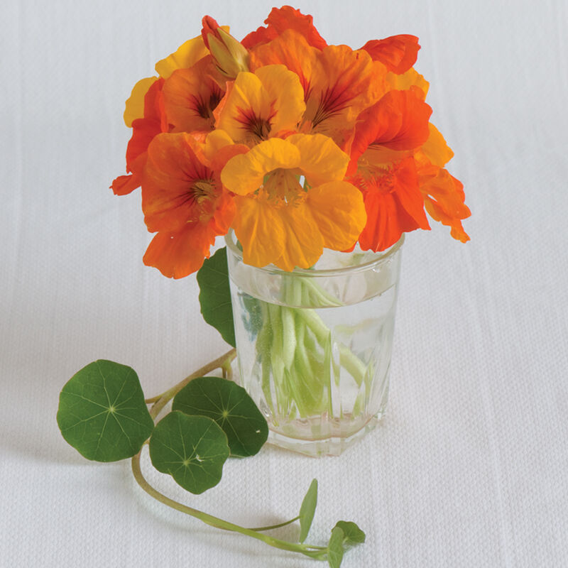 Nasturtium Trailing Mix (Tropaeolum 'mix')