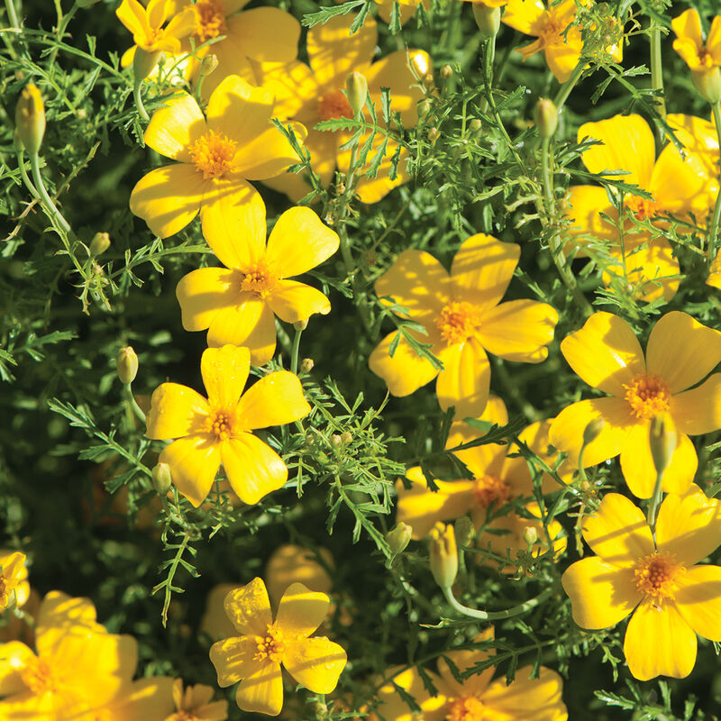 Marigold Lemon Gem (Tagetes menuifolia ‘lemon gem’)