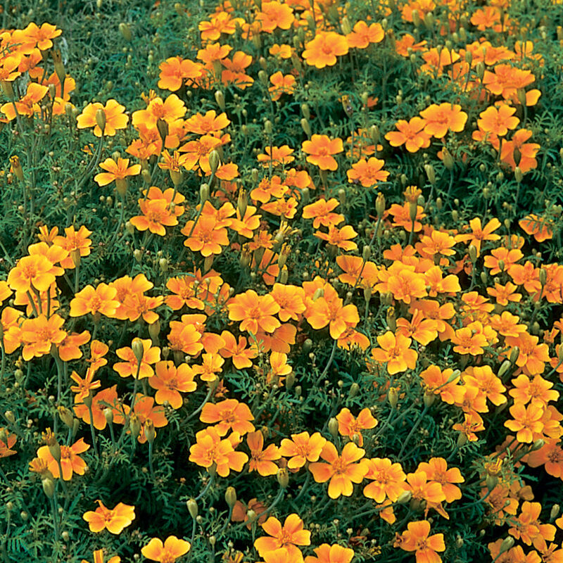 Marigold Tangerine Gem (Tagetes menuifolia ‘tangerine gem’)
