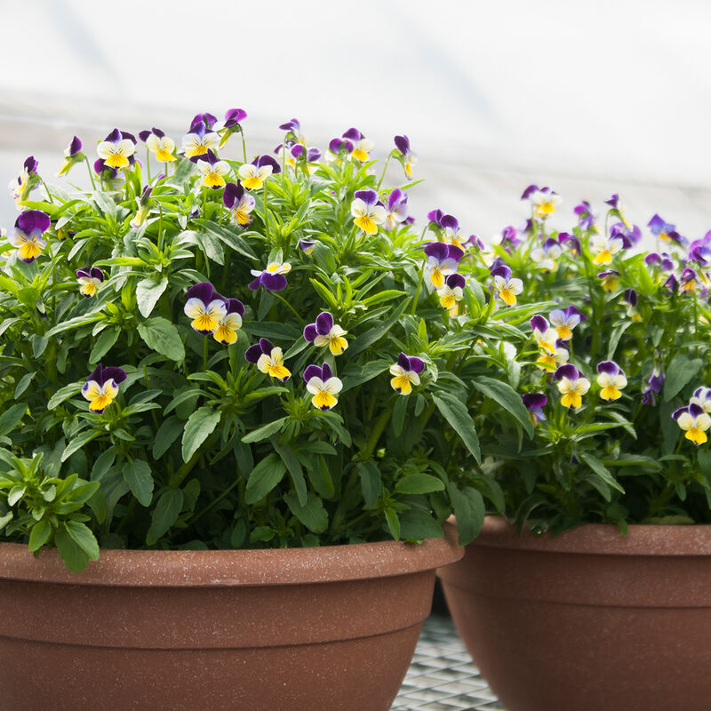 Viola Helen Mount (Viola cornuta ‘helen mount’)