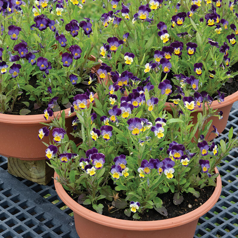 Viola Helen Mount (Viola cornuta ‘helen mount’)