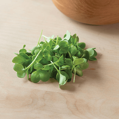 Radish Daikon (Raphanus sativus 'Daikon')