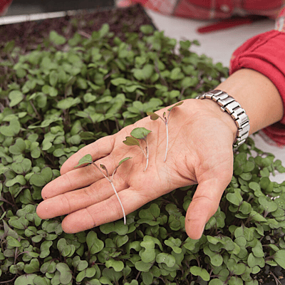 Red Cabbage (Brassica oleracea var. capitata)
