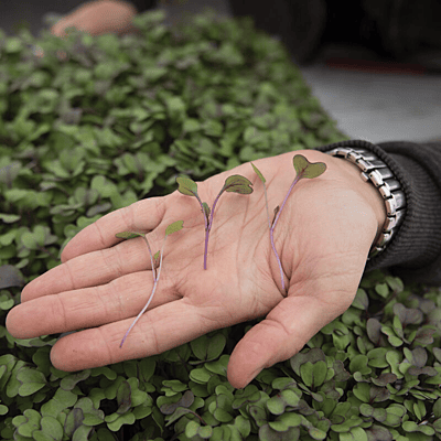 Kohlrabi (Brassica oleracea var. gongylodes)