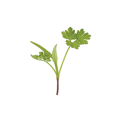 Chervil (Anthriscus cerefolium)