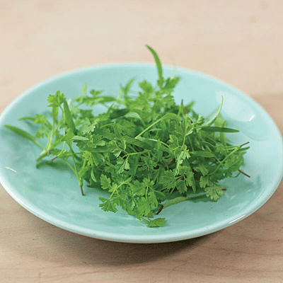 Chervil (Anthriscus cerefolium)