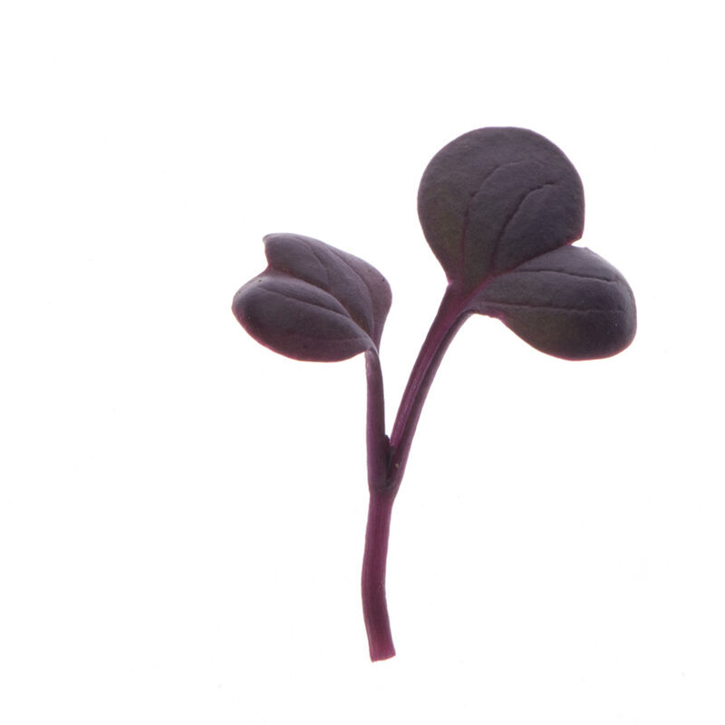 Radish Red Rambo (Raphanus sativus 'red rambo')