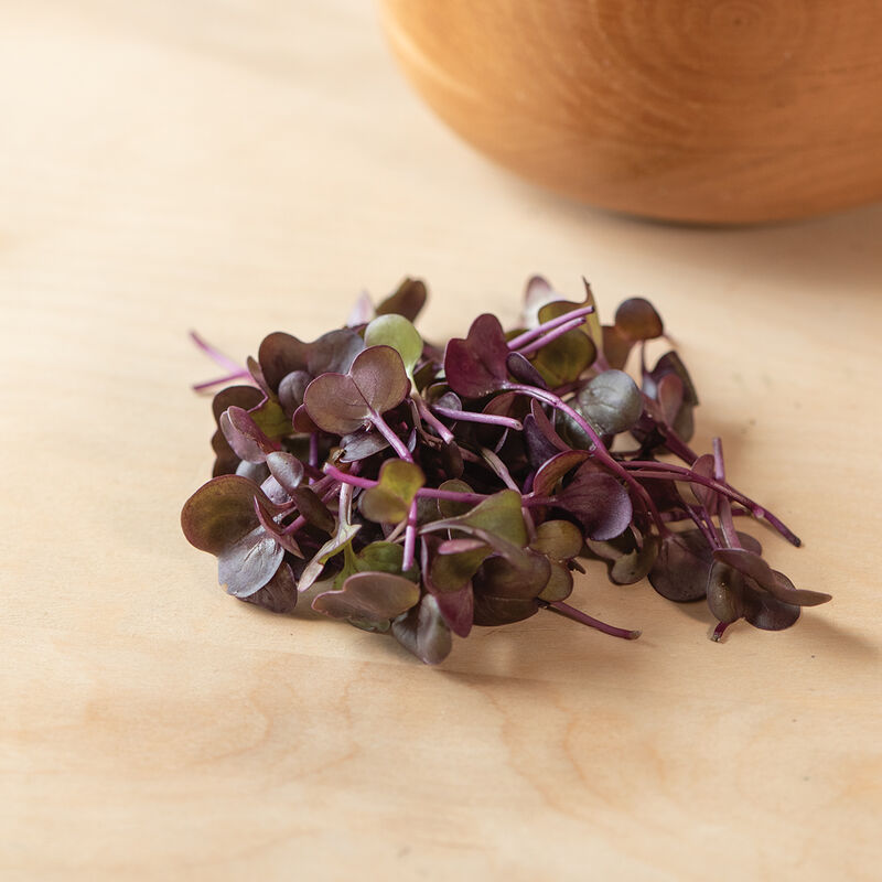 Radish Red Rambo (Raphanus sativus 'red rambo')