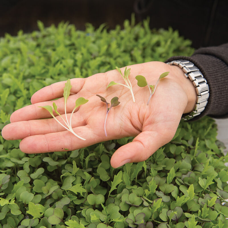 Grower's Choice Mircogreens (4 Variety Mix)