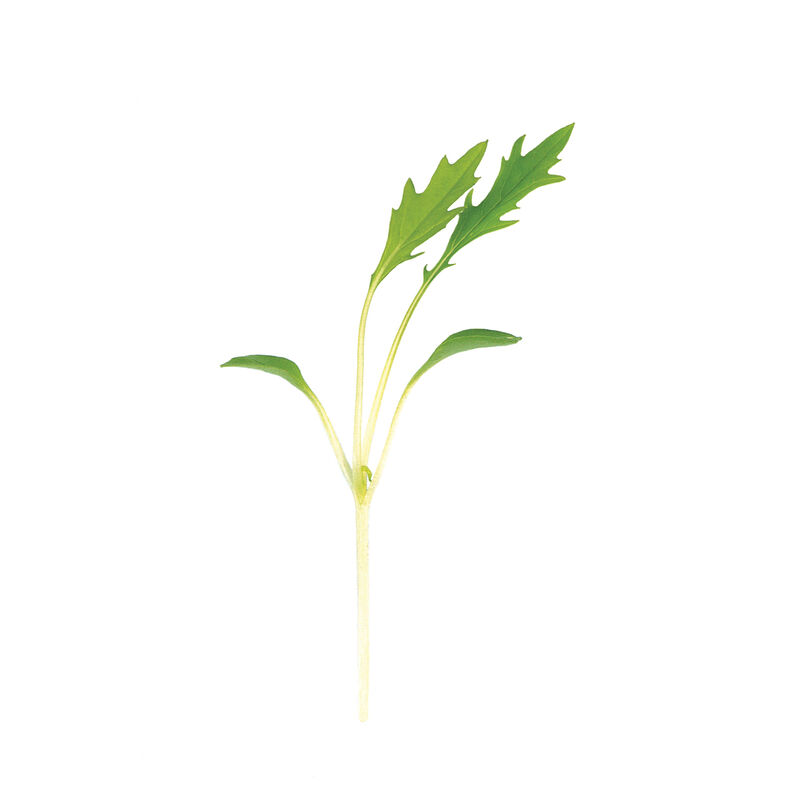 Mizuna (Brassica rapa var. nipposinica)