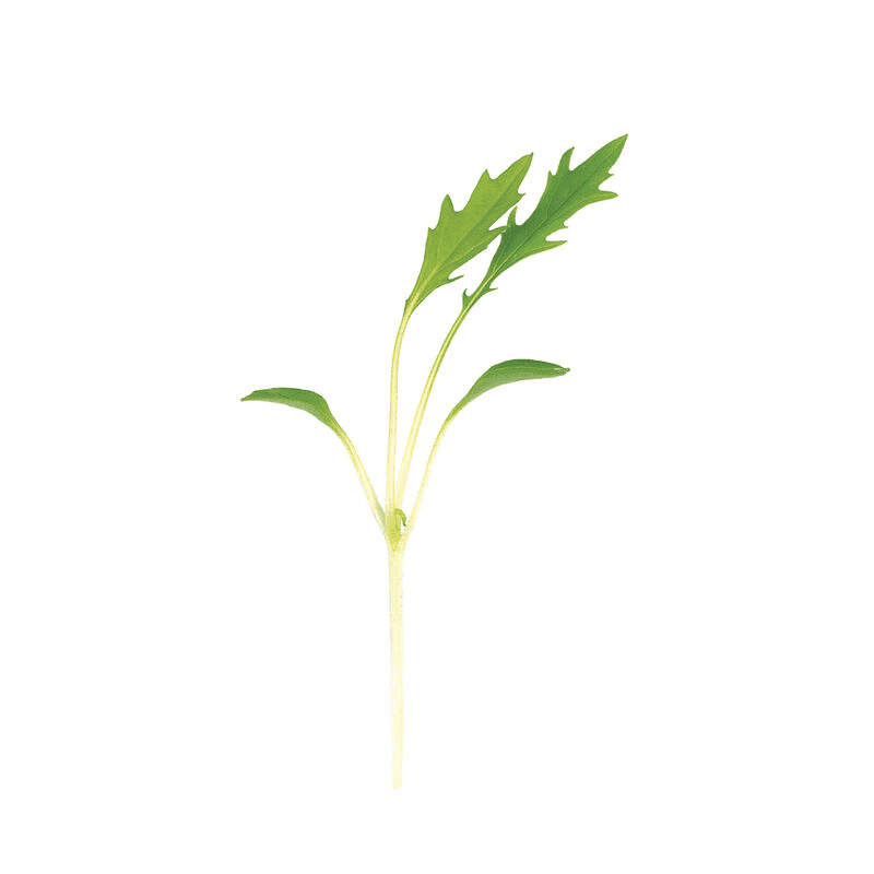 Mizuna Green (Brassica rapa var. japonica)