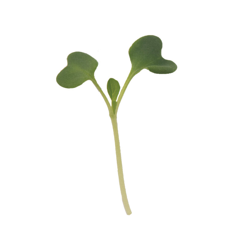 Tatsoi (Brassica napa subs. narinosa)