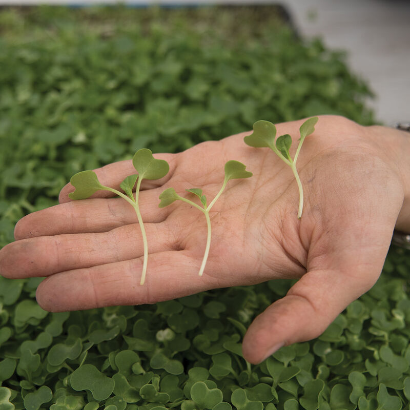Tatsoi (Brassica napa subs. narinosa)