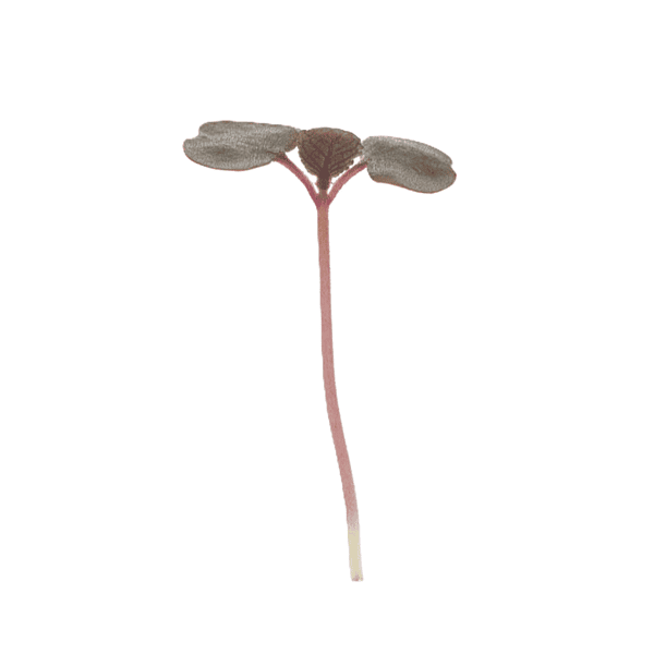 Shiso Britton (Perilla frutescens)