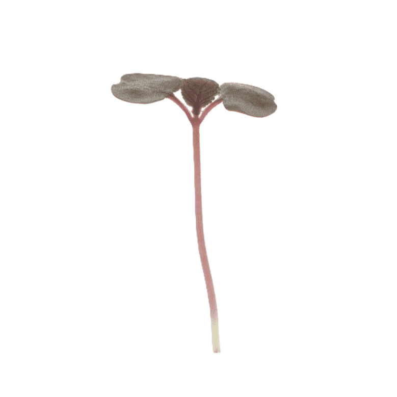 Shiso Britton (Perilla frutescens)