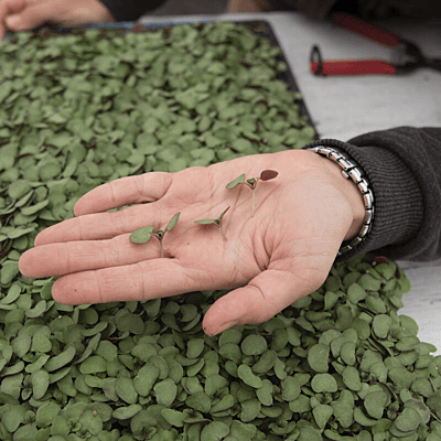 Shiso Britton (Perilla frutescens)