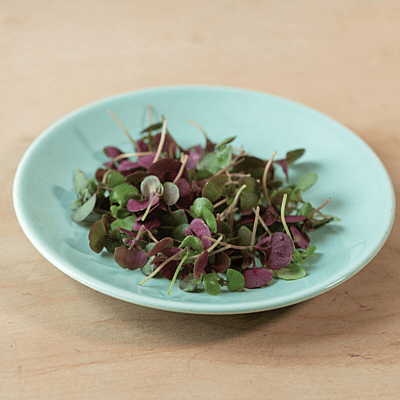 Shiso Britton (Perilla frutescens)