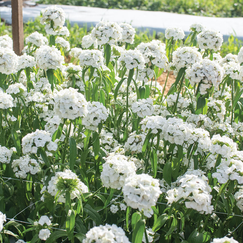 Dianthus Sweet White (Dianthus barbatus)
