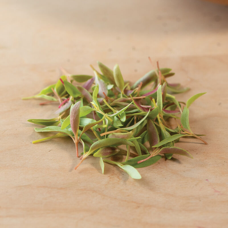 Celosia (Celosia argentea)