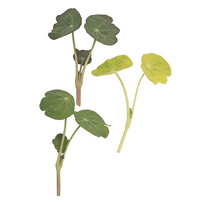 Nasturtium ‘Shades of Green’ (Tropaeolum minus ‘Shades of Green’)