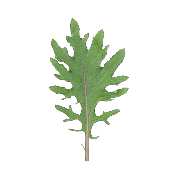 Red Russian Kale (Brassica napus)