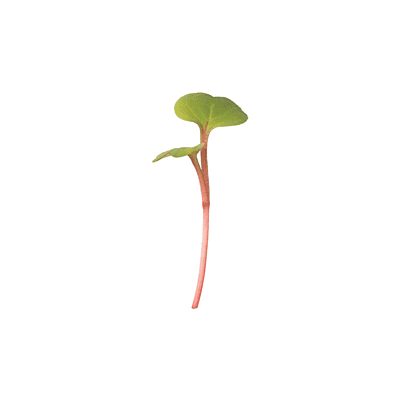 Radish Red Stem (Raphanus sativus 'Red Stem')