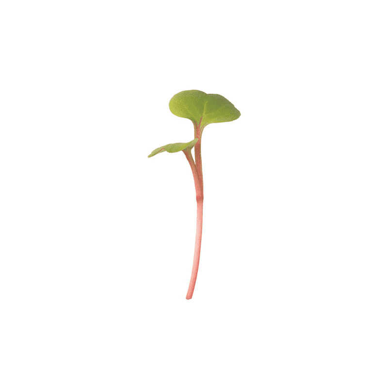 Radish Red Stem (Raphanus sativus 'Red Stem')