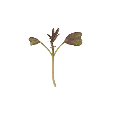 Kale KX-1 (Brassica Olorecea Acephala ’KX-1’)
