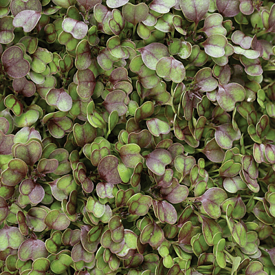 Kale KX-1 (Brassica Olorecea Acephala ’KX-1’)