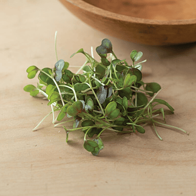 Kale KX-1 (Brassica Olorecea Acephala ’KX-1’)