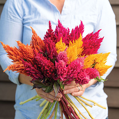 Plummed Cockscomb (Celosia plumosa)