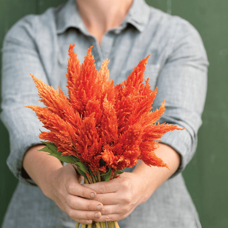 Plumed Cockscomb ‘Orange’ (Celosia plumosa ‘Orange’)