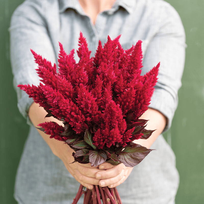 Plumed Cockscomb ‘Red’ (Celosia plumosa ‘Red’)