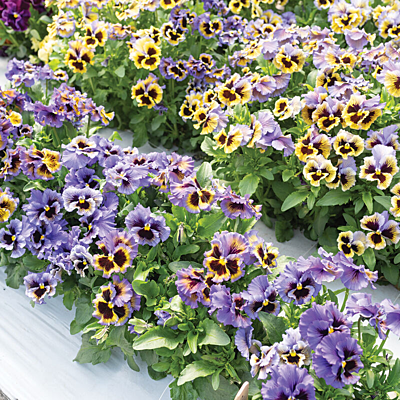 Pansies 'Frizzle Sizzle F1 Hybrid' (Viola x wittrockiana 'Frizzle Sizzle F1 Hybrid')