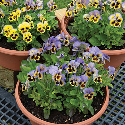 Pansies 'Frizzle Sizzle F1 Hybrid' (Viola x wittrockiana 'Frizzle Sizzle F1 Hybrid')