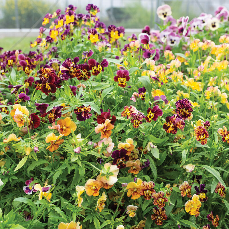 Pansies Brush Strokes Assorted (Viola cornuta ‘brush strokes’)