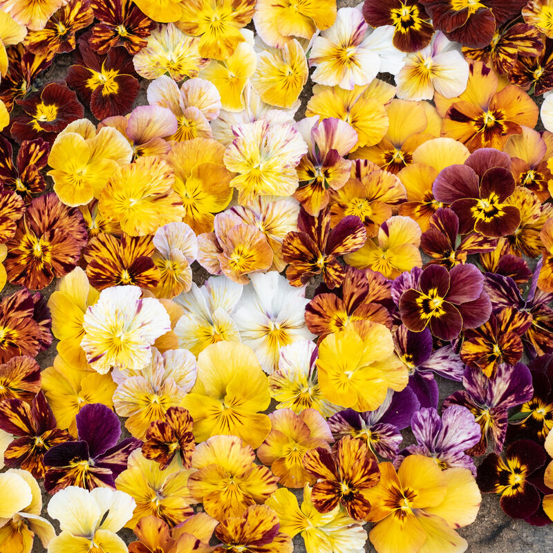 Pansies Brush Strokes Assorted (Viola cornuta ‘brush strokes’)