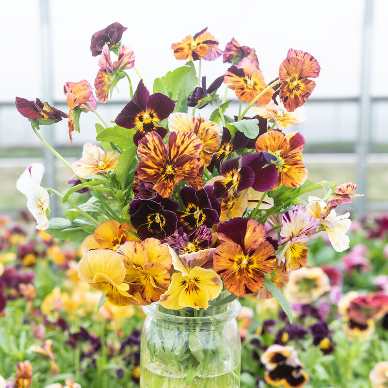 Pansies Brush Strokes Assorted (Viola cornuta ‘brush strokes’)