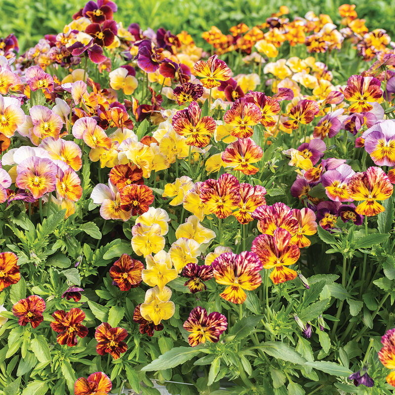 Pansies Brush Strokes Assorted (Viola cornuta ‘brush strokes’)