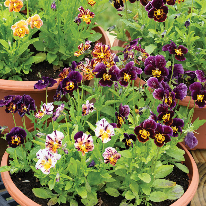 Pansies Brush Strokes Assorted (Viola cornuta ‘brush strokes’)