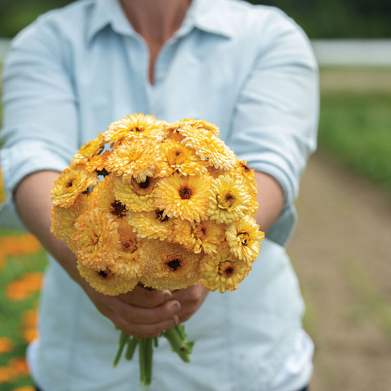 Calendula (Calendula officinalis 'pacific apricot beauty')
