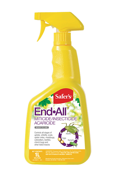 Safer's End-All - 1L