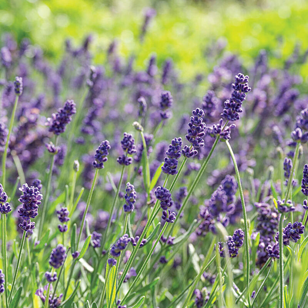 Munstead Lavender Floral Sticks (Lavender angustifolia ‘Munstead’)